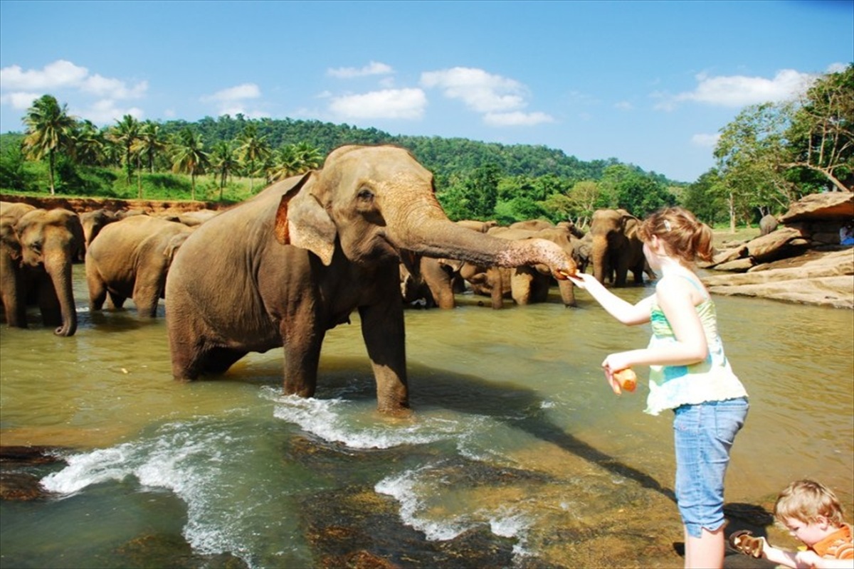 elephant-orphanage-feeding-sri-lanka