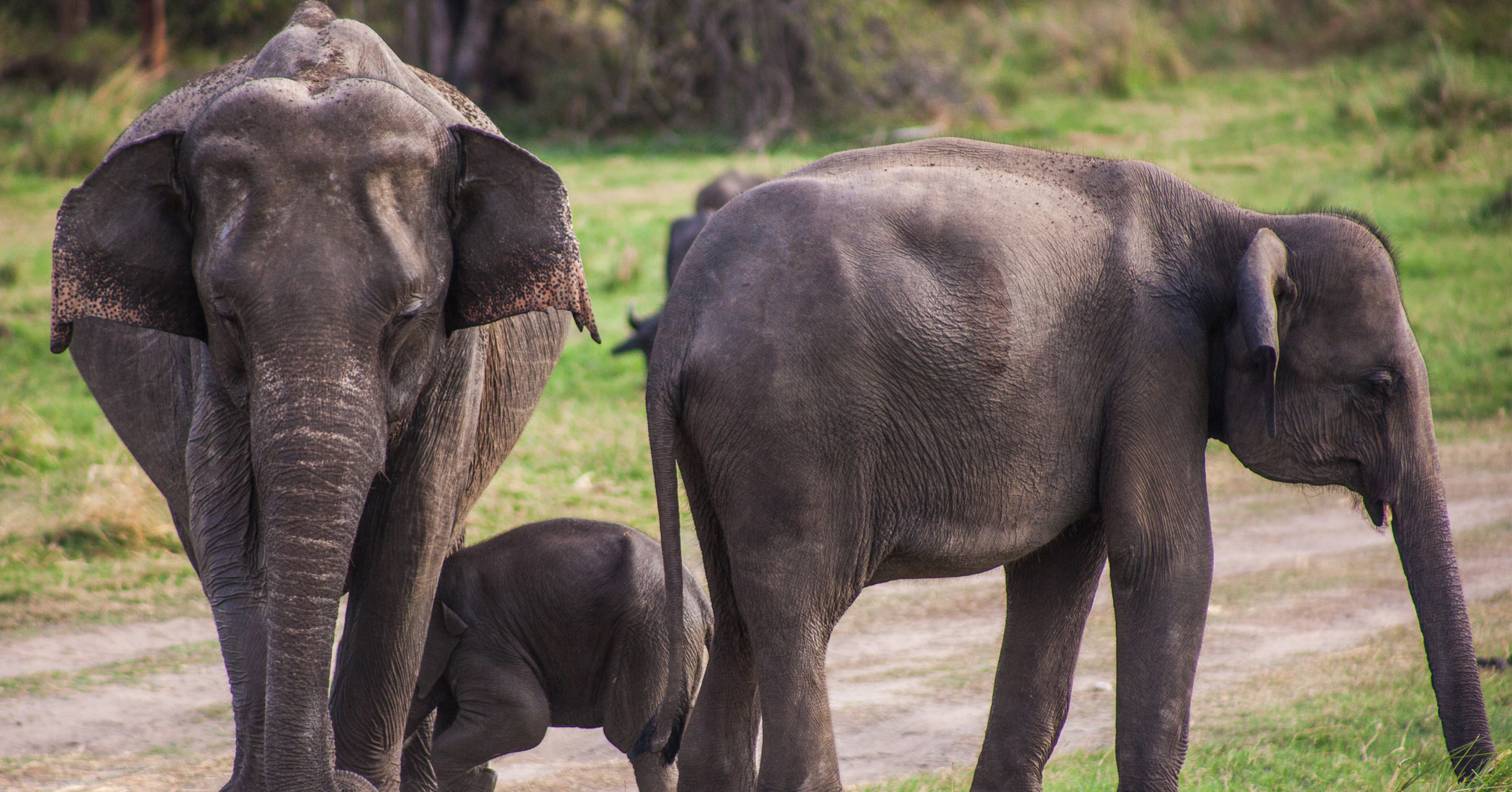 elephant-wildlife-safari-sri-lanka