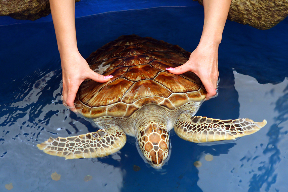 turtle-hatchery-sri-lanka