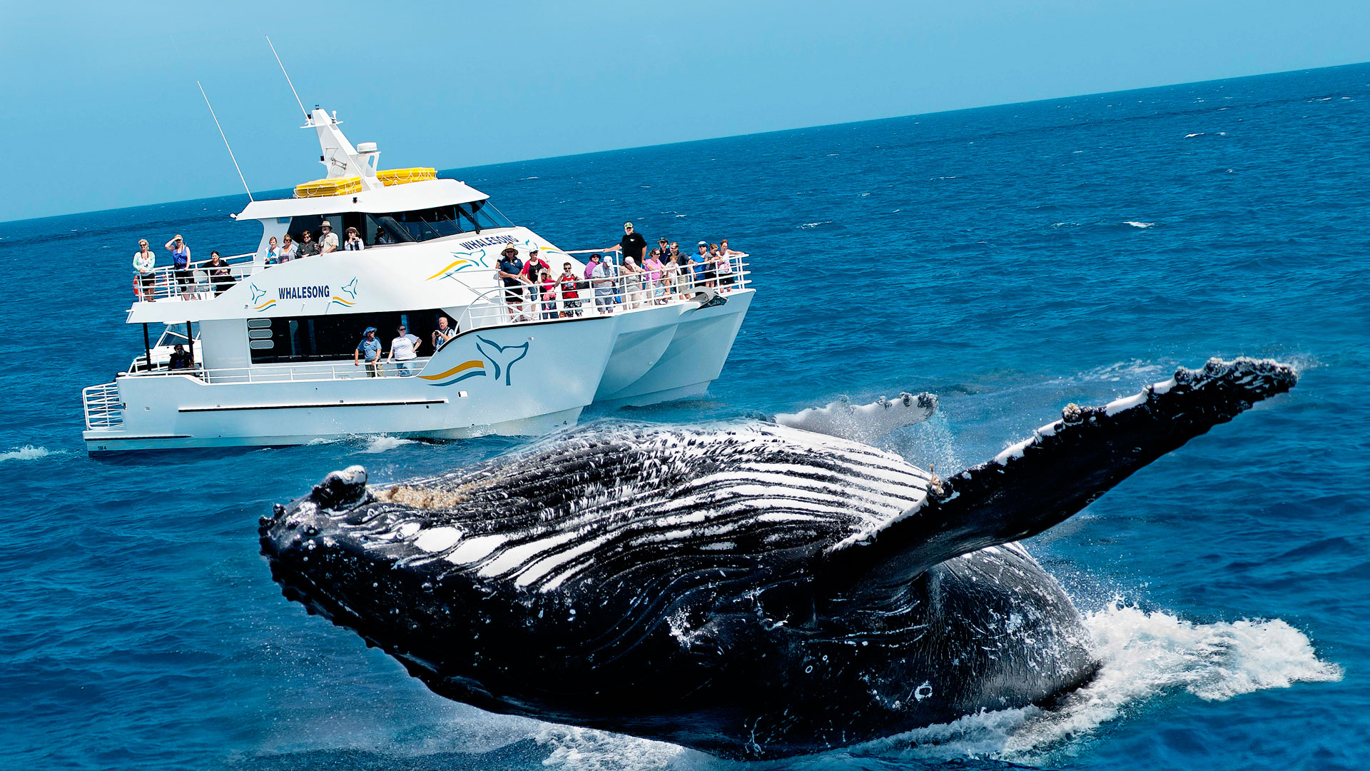 whale-watching-sri-lanka