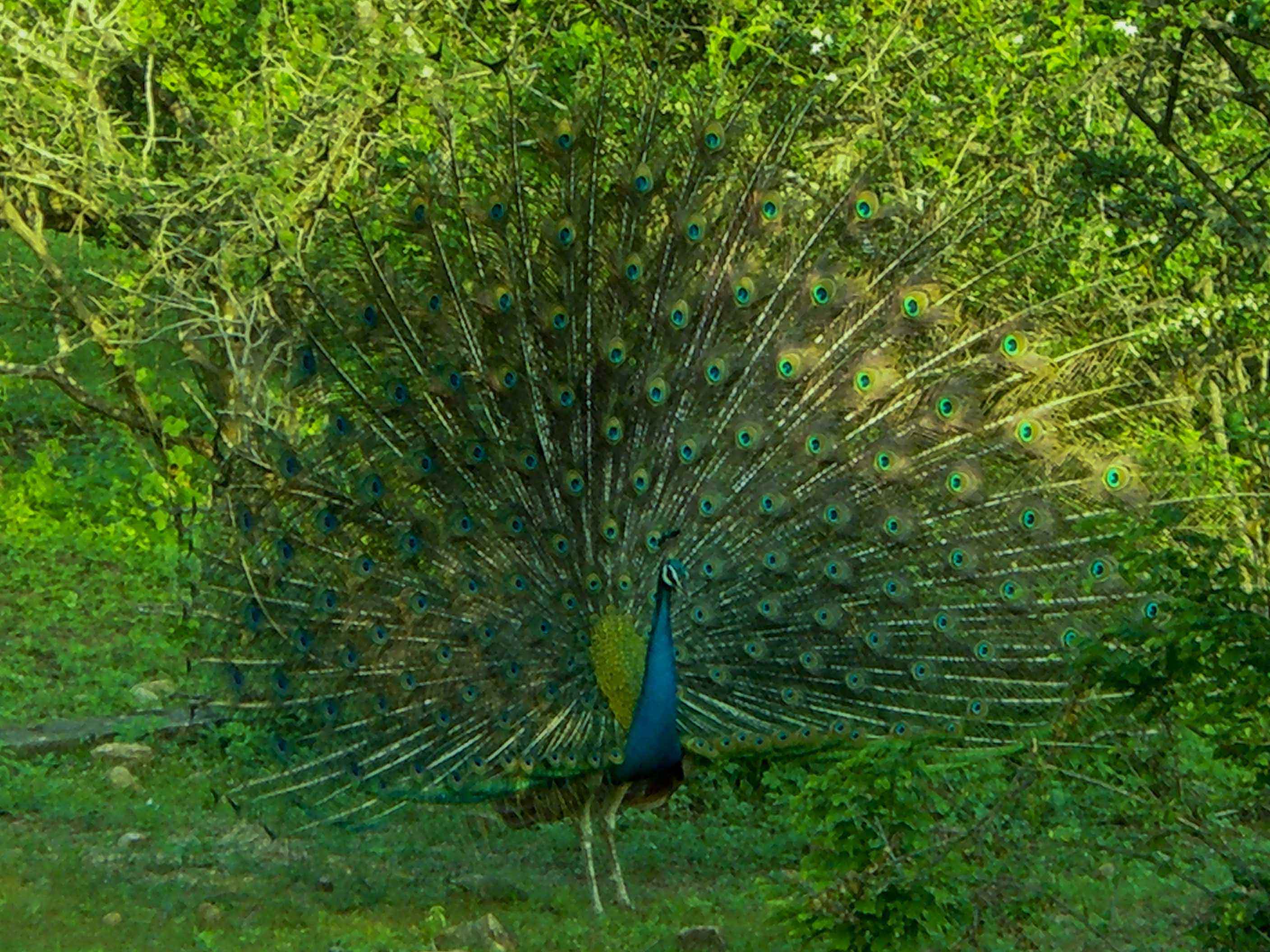 wildlife-birds-peacock-sri-lanka