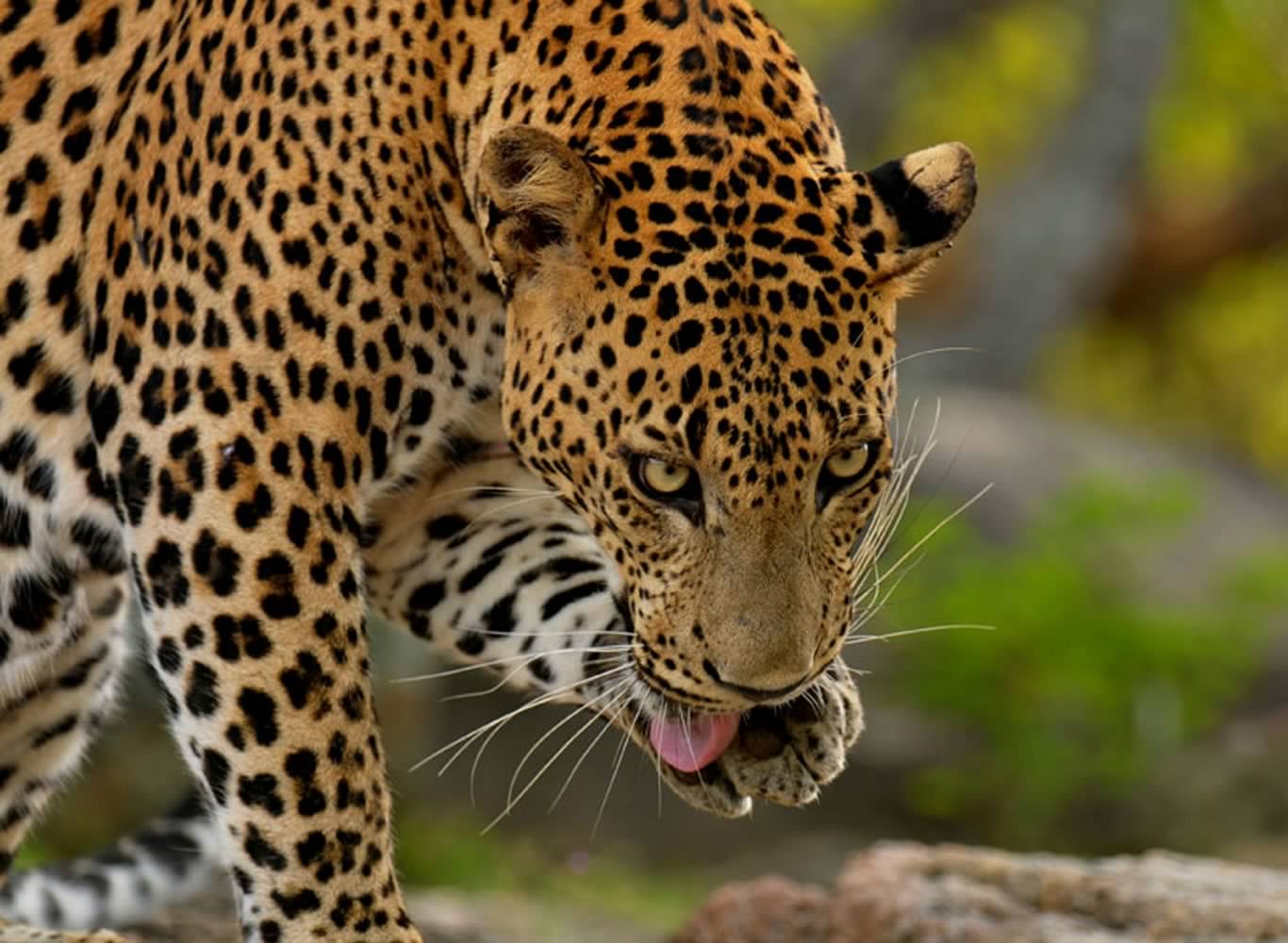wildlife-leopard-sri-lanka